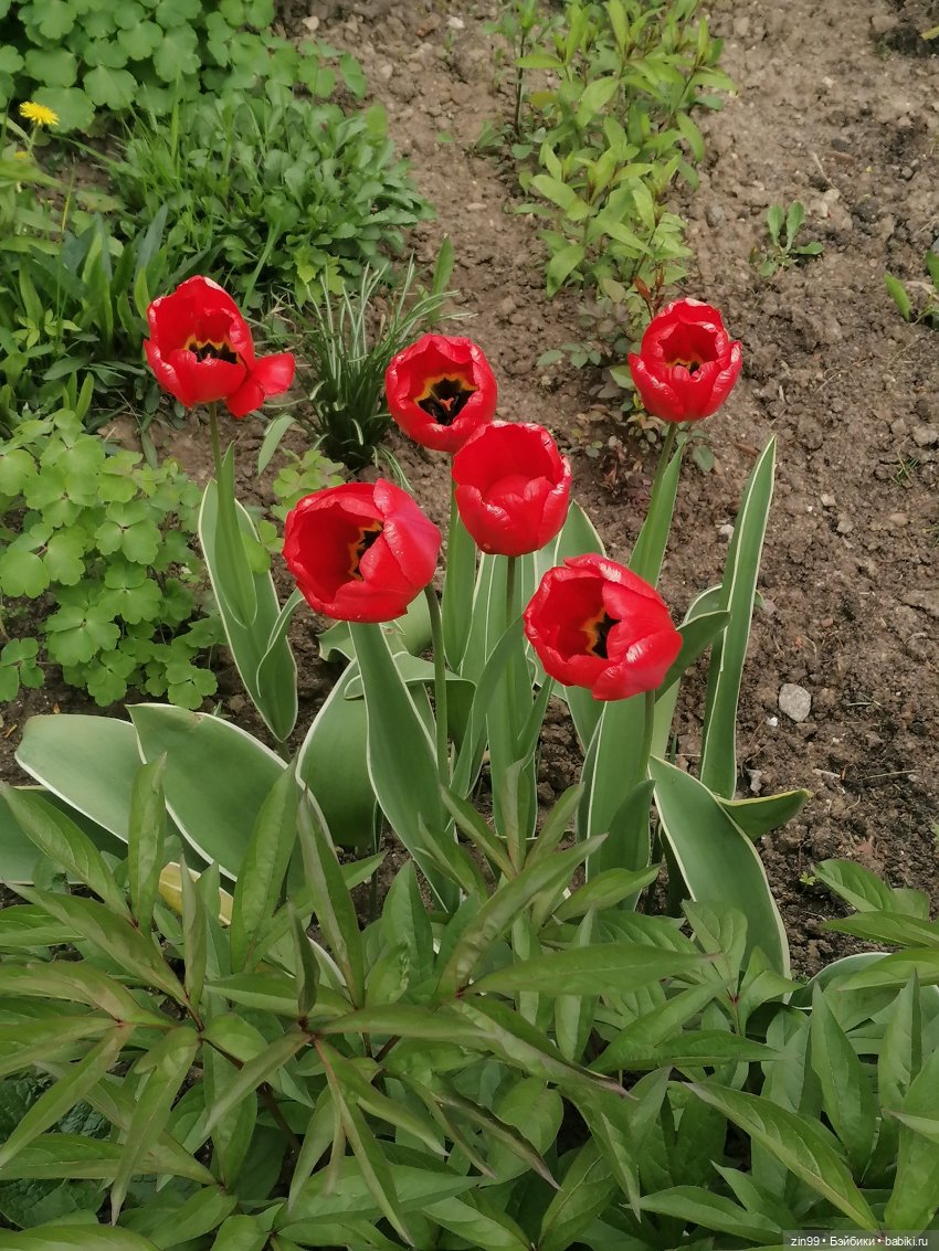 Тиара Сонг Rainbow High | Бэйбики Тиара Сонг Rainbow High — Куклы Rainbow High (Рейнбоу Хай