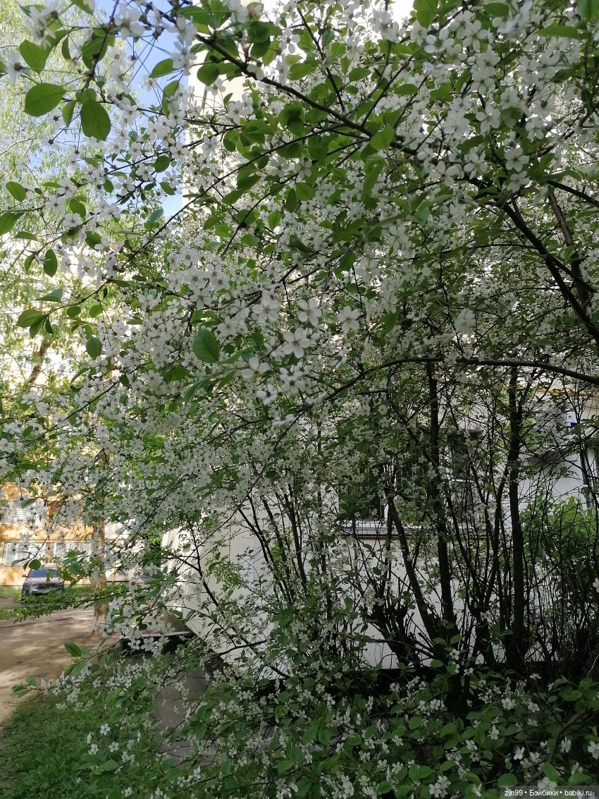 Тиара Сонг Rainbow High | Бэйбики Тиара Сонг Rainbow High — Куклы Rainbow High (Рейнбоу Хай