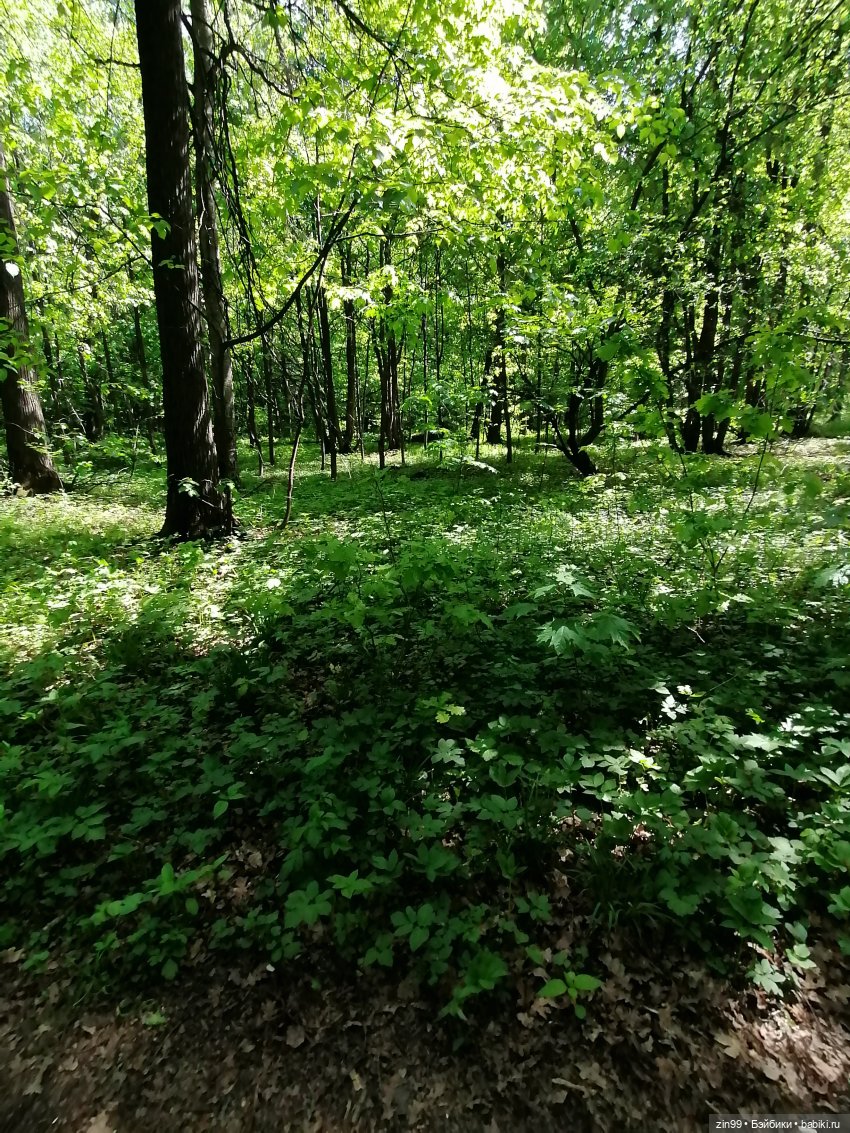 В Измайловский лес с капусткой, за весеннем настроением (фото 7)