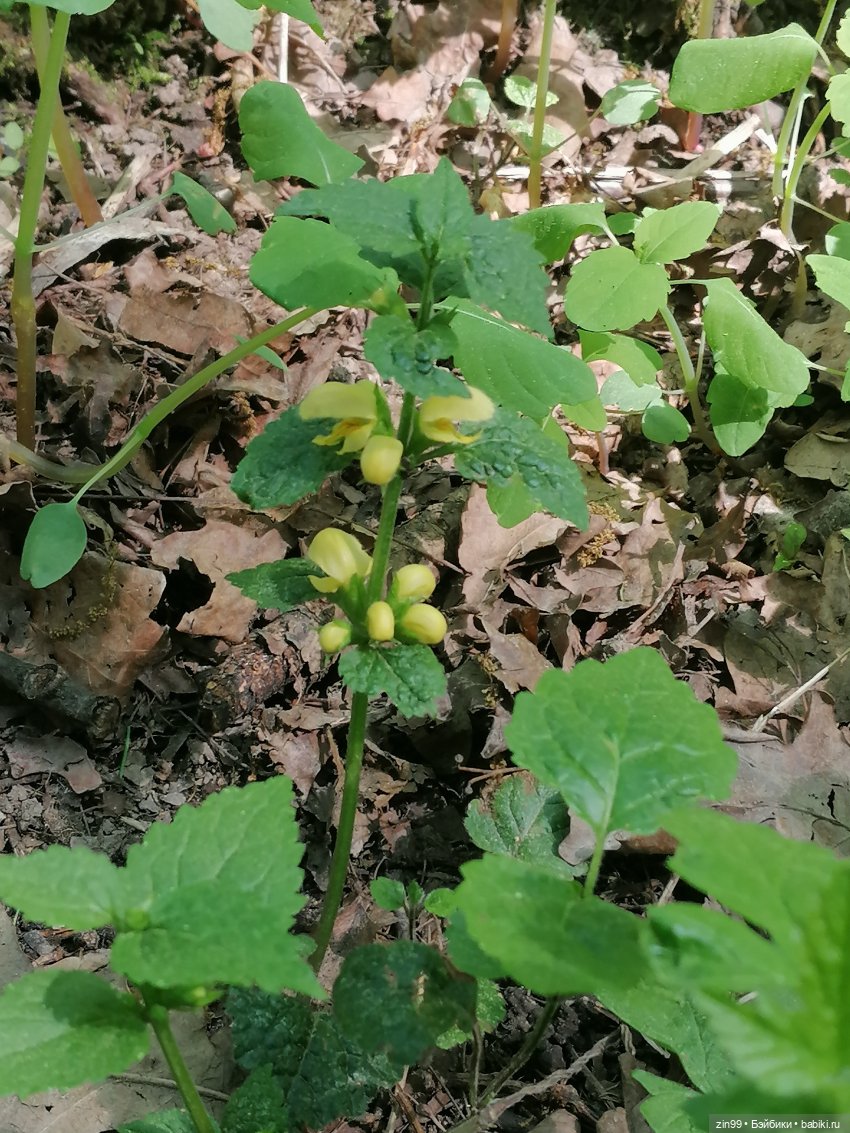 В Измайловский лес с капусткой, за весеннем настроением