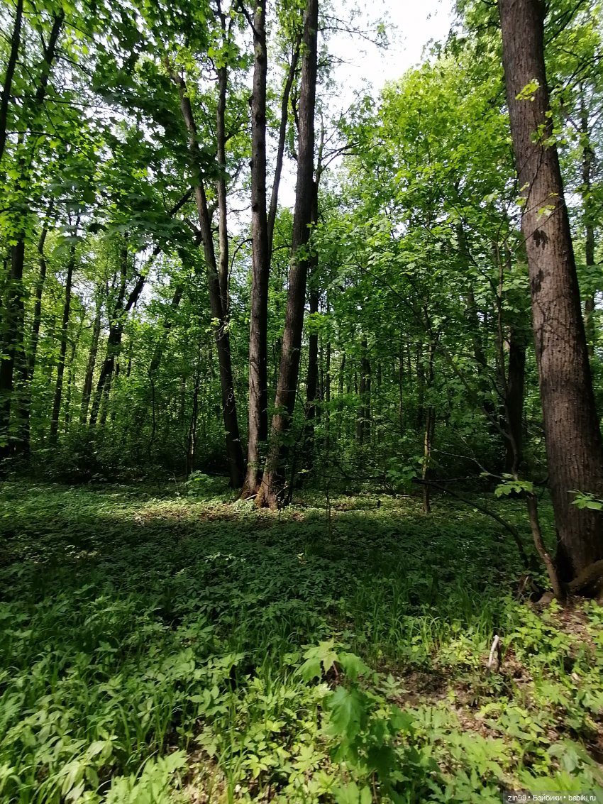 В Измайловский лес с капусткой, за весеннем настроением
