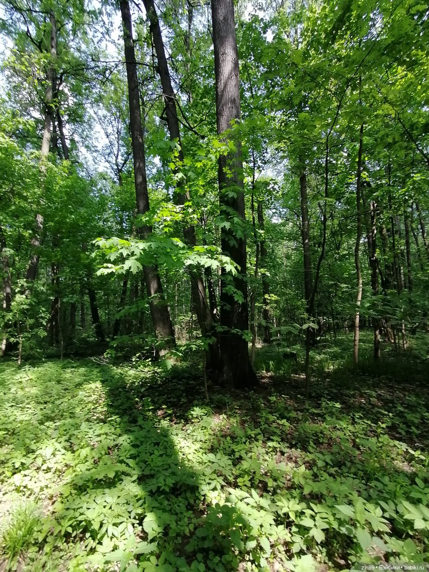 В Измайловский лес с капусткой, за весеннем настроением