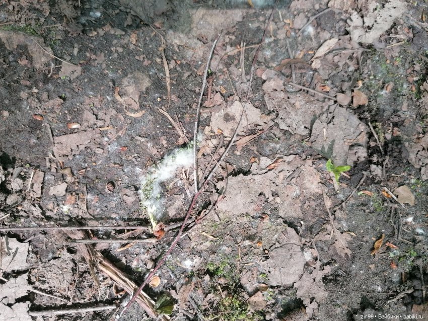 В Измайловский лес с капусткой, за весеннем настроением