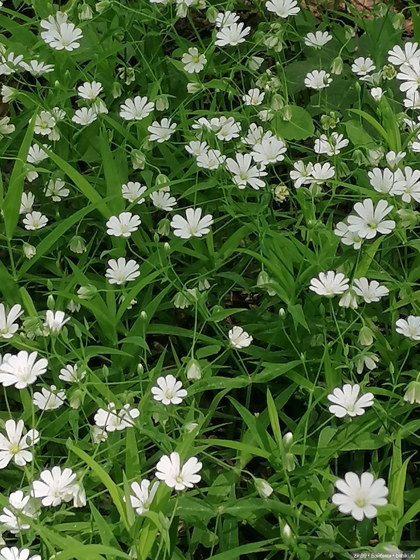 В Измайловский лес с капусткой, за весеннем настроением