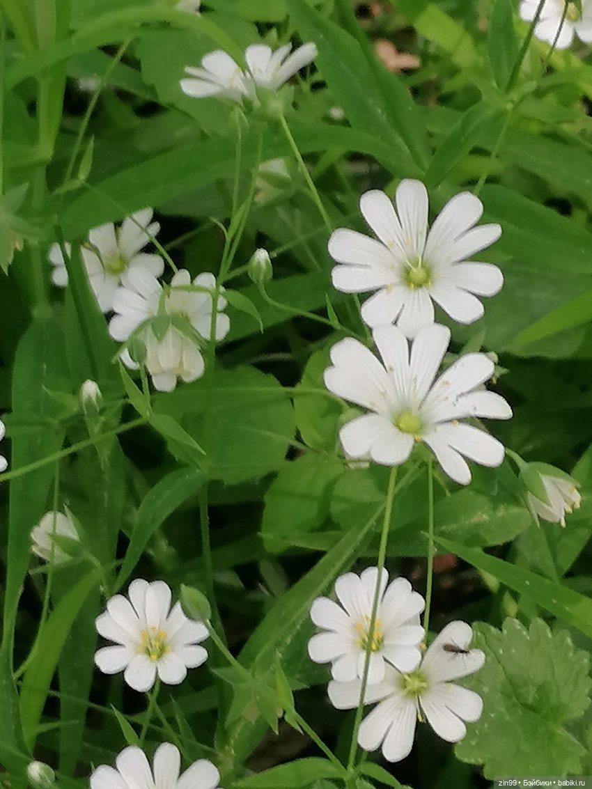 В Измайловский лес с капусткой, за весеннем настроением