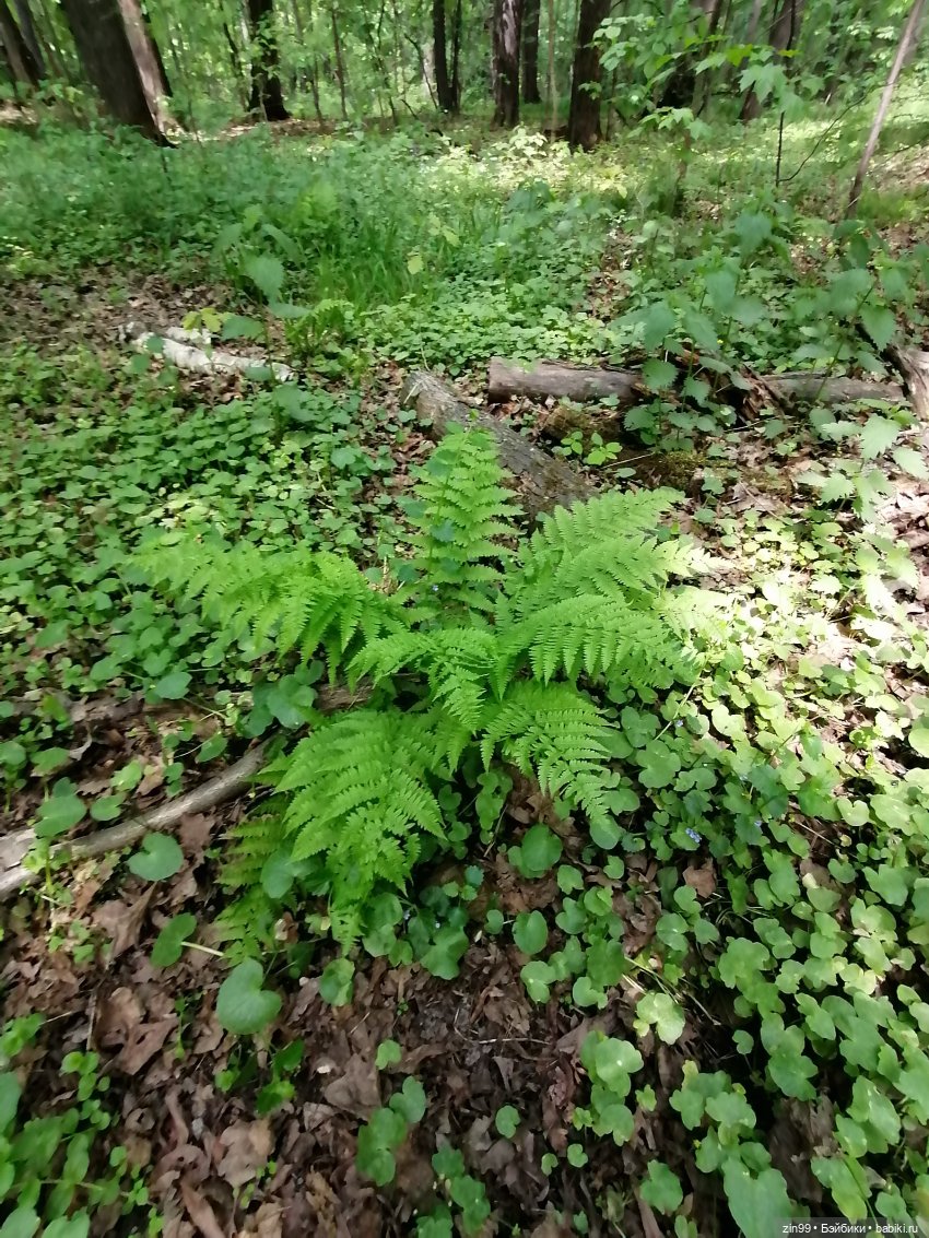В Измайловский лес с капусткой, за весеннем настроением