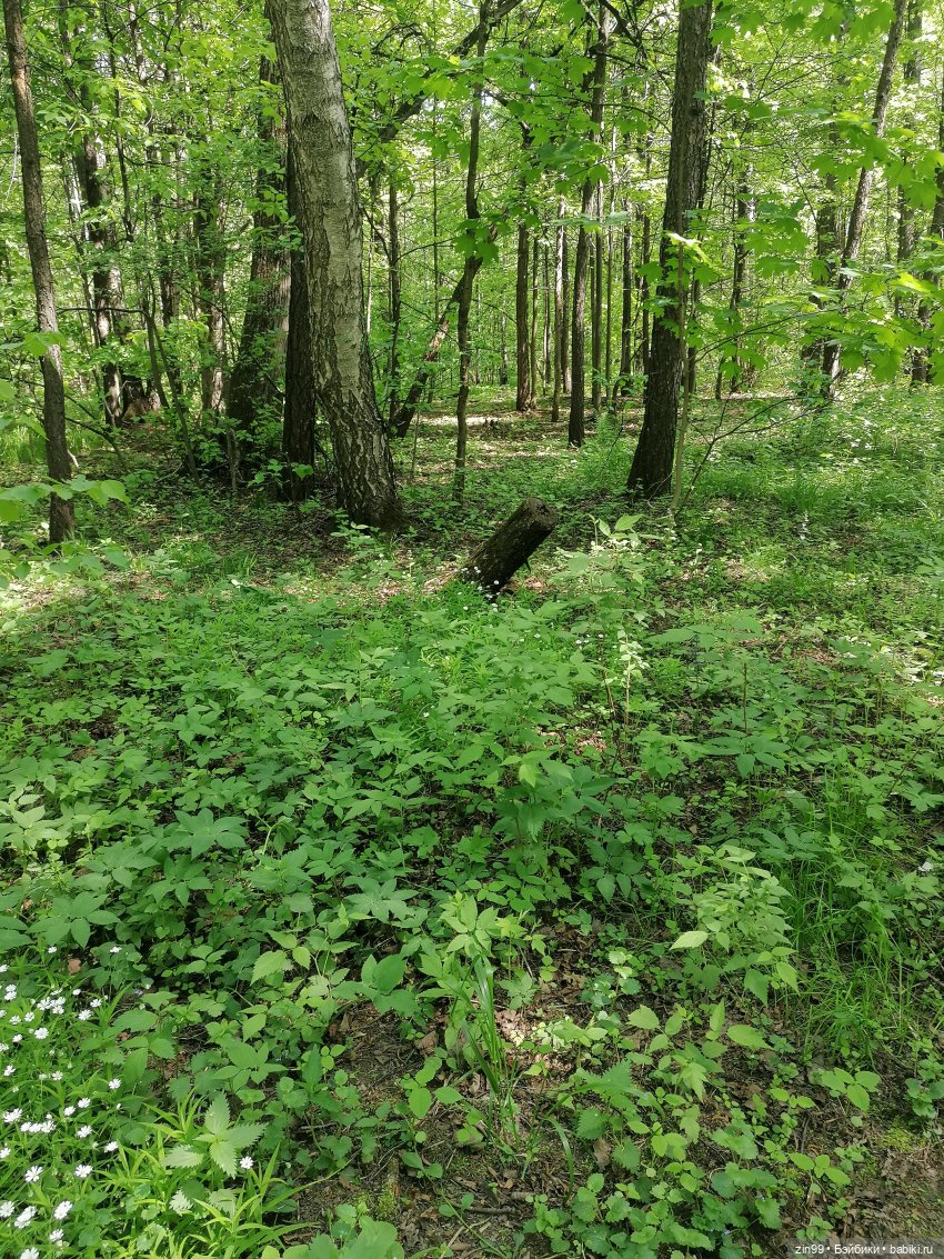 В Измайловский лес с капусткой, за весеннем настроением