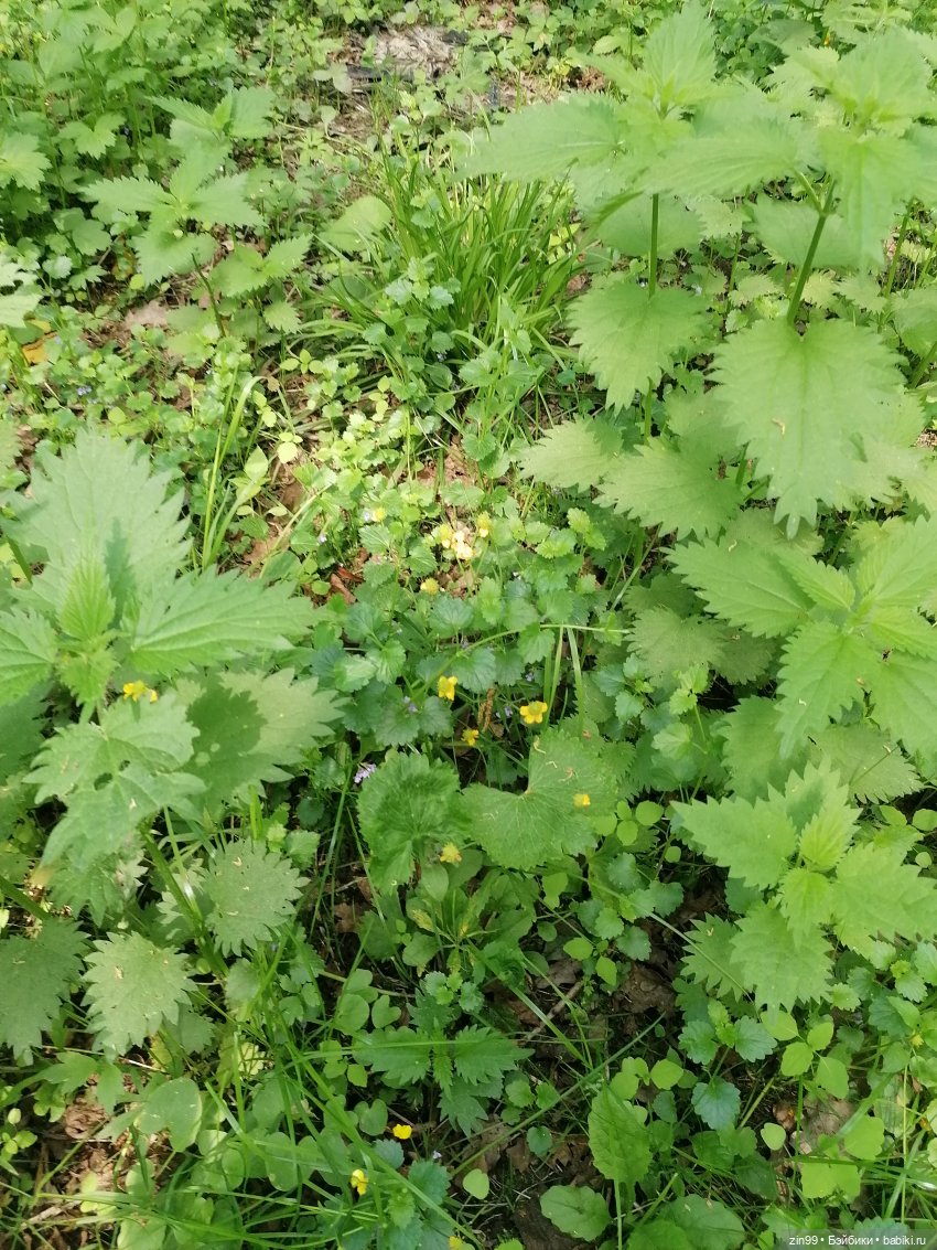 В Измайловский лес с капусткой, за весеннем настроением