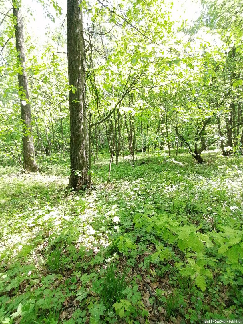 В Измайловский лес с капусткой, за весеннем настроением (фото 9)