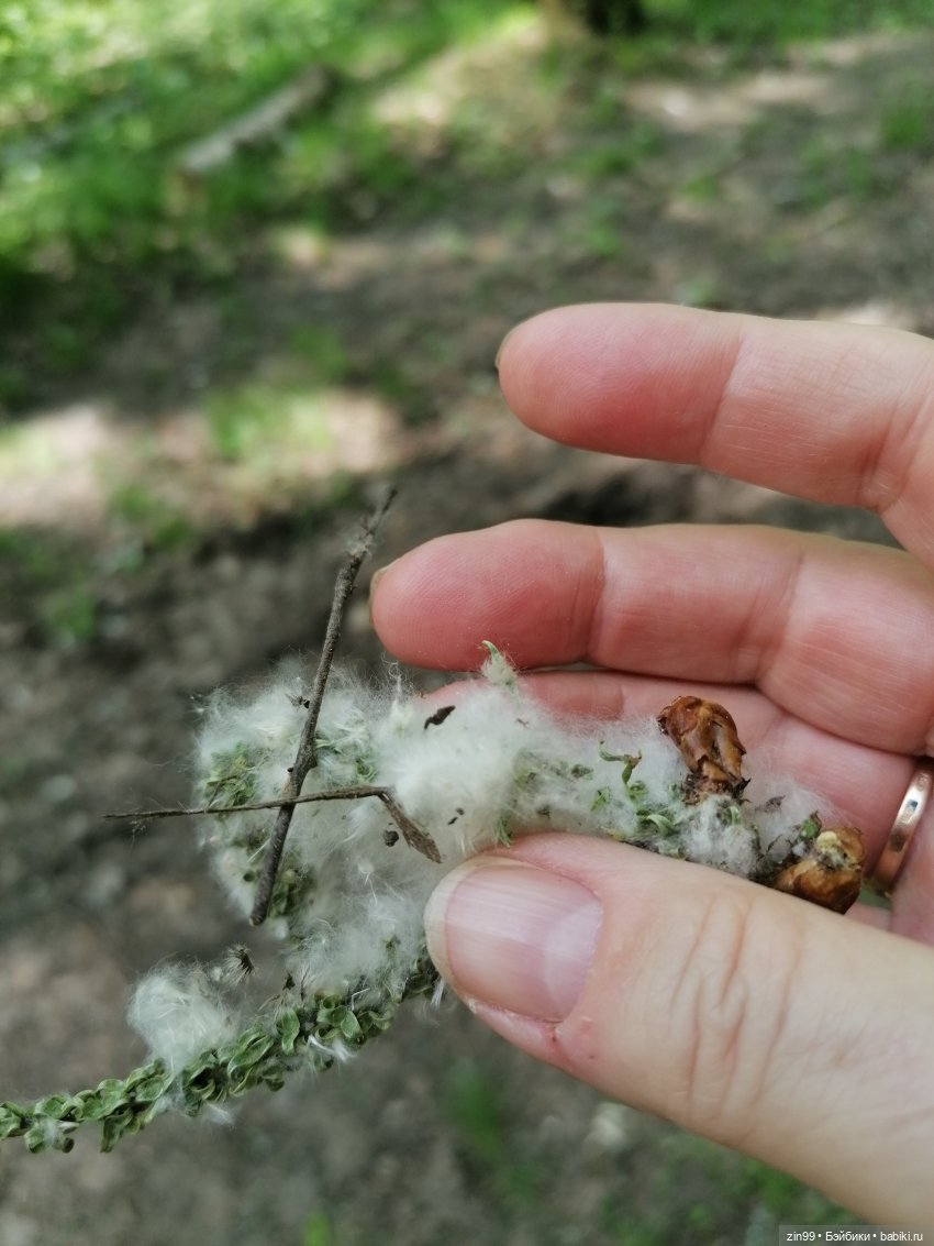 В Измайловский лес с капусткой, за весеннем настроением