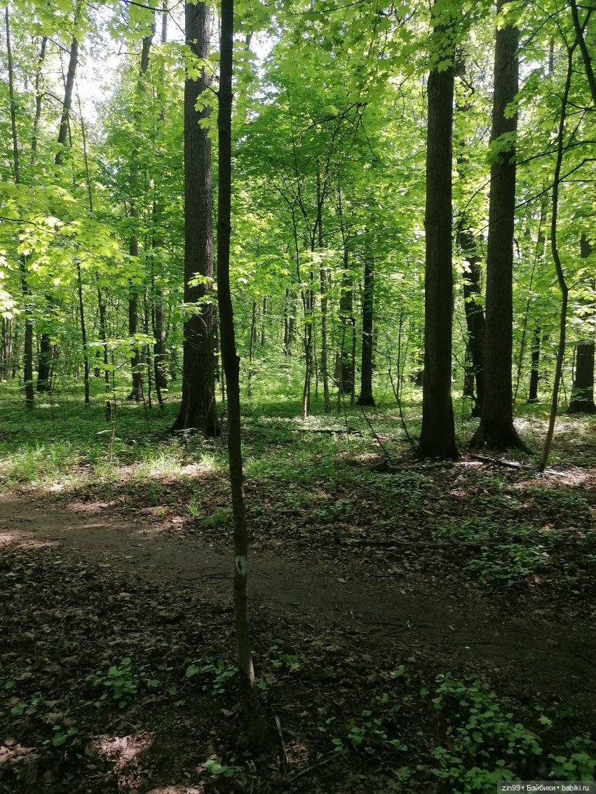 В Измайловский лес с капусткой, за весеннем настроением