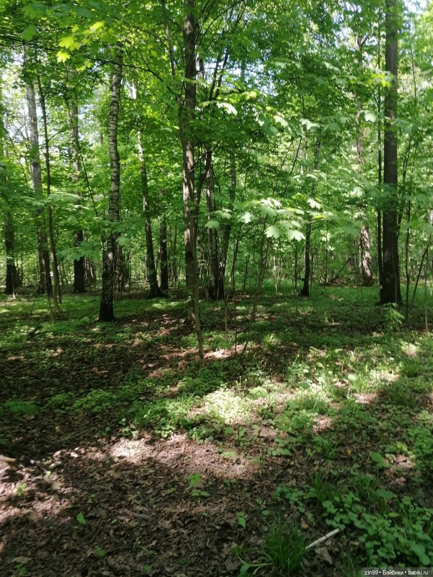 В Измайловский лес с капусткой, за весеннем настроением