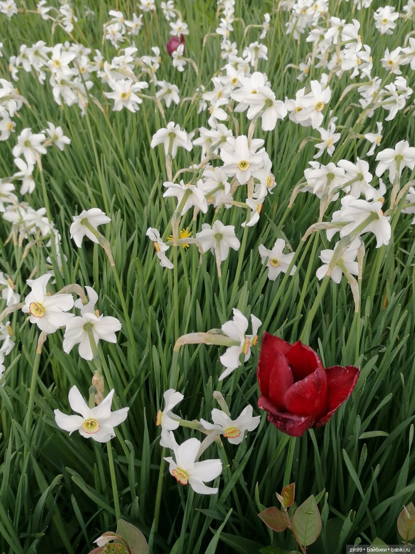 Эйнсли Слэйтер из Shadow High, Rainbow! И прогулка на ВДНХ | Бэйбики Эйнсли Слэйтер из Shadow High, Rainbow! И прогулка на ВДНХ