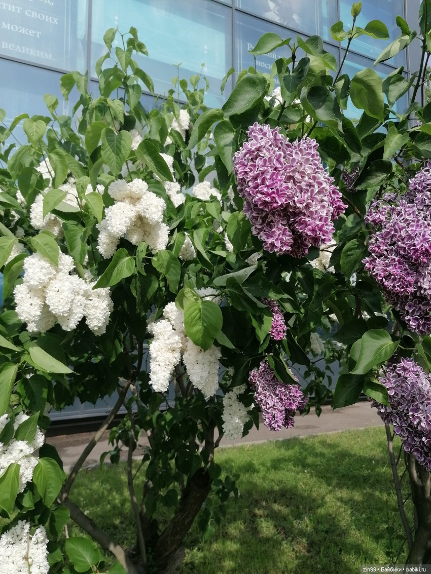 Эйнсли Слэйтер из Shadow High, Rainbow! И прогулка на ВДНХ | Бэйбики Эйнсли Слэйтер из Shadow High, Rainbow! И прогулка на ВДНХ