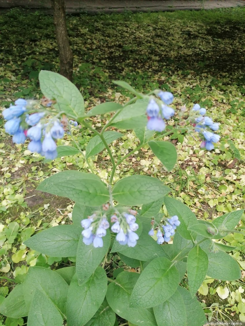 Приезд Лила Ямамото Rainbow High