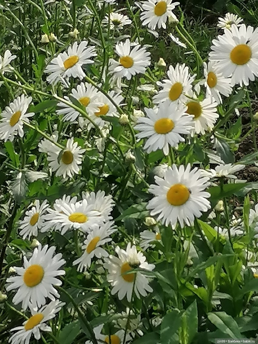 Фигурка Saints Collection: Leo Aiolia