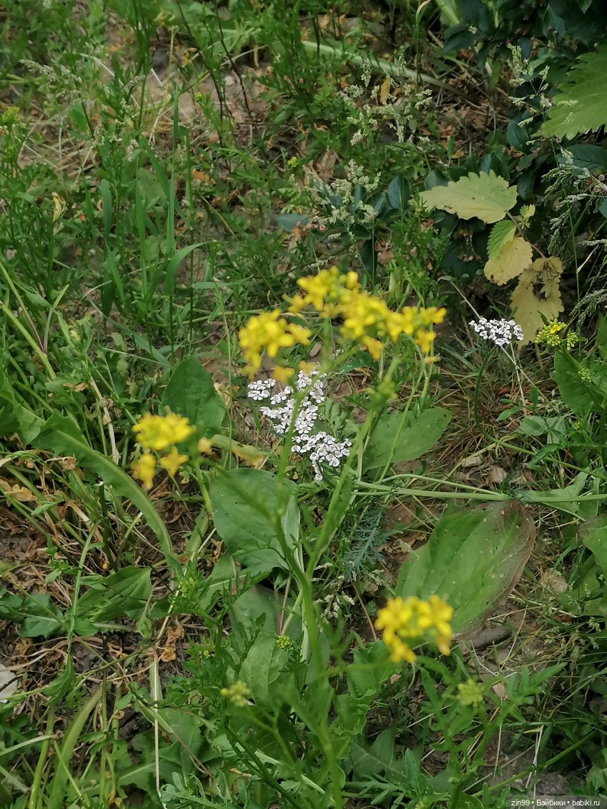 Прогулка в Кусково с куклами Rainbow High