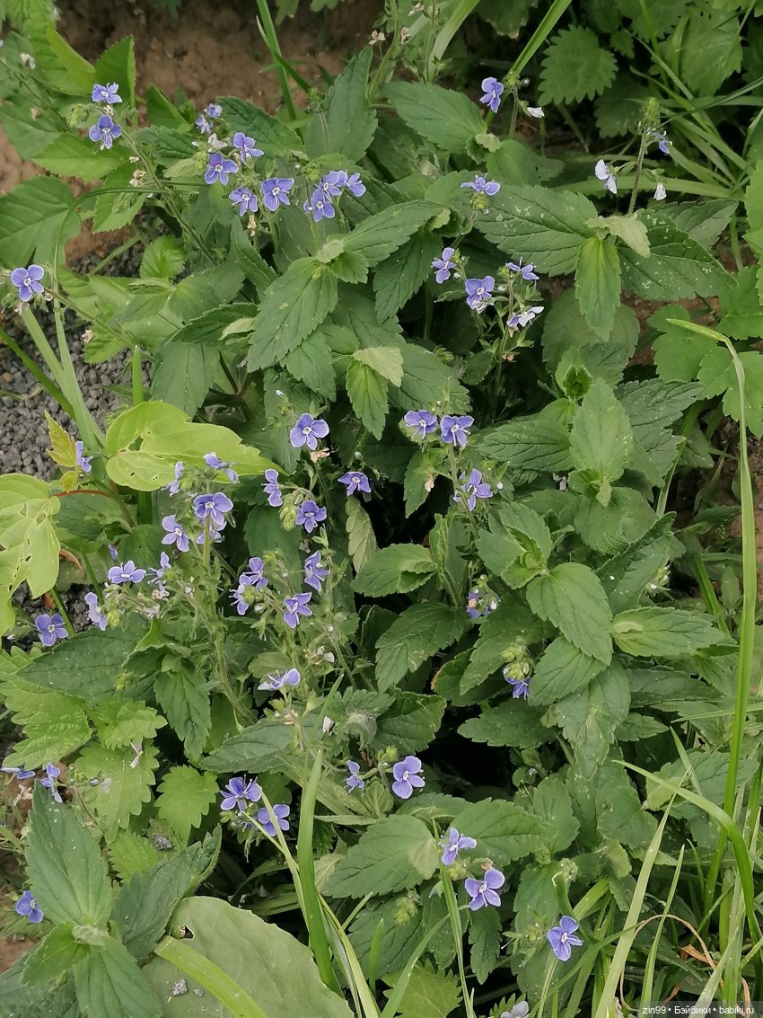 Прогулка в Кусково с куклами Rainbow High