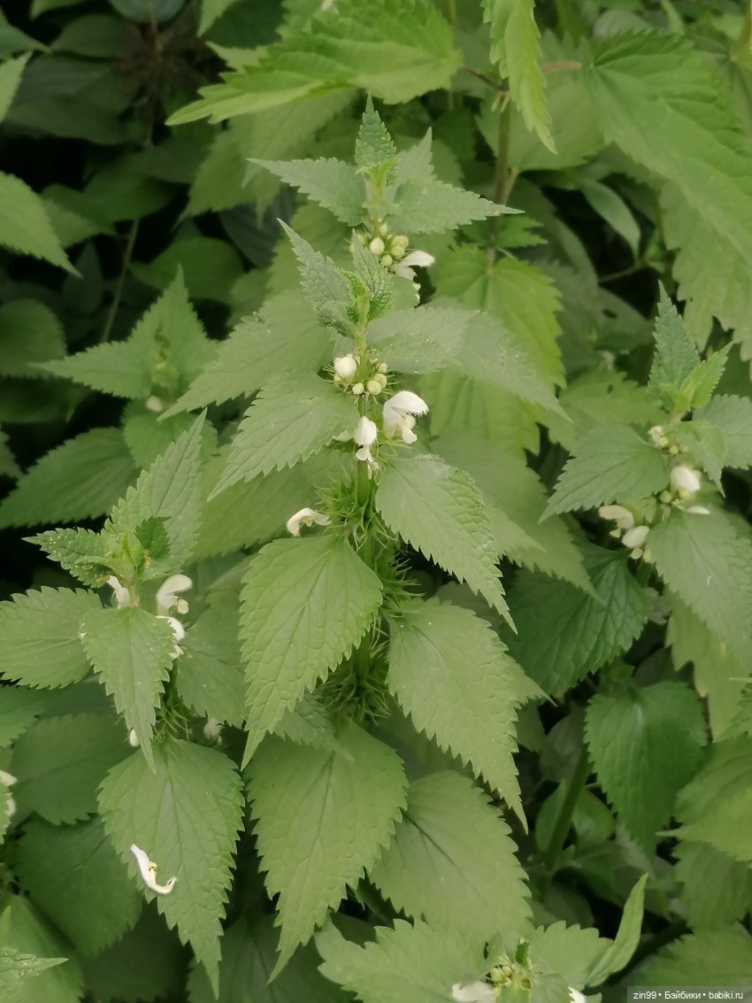 Прогулка в Кусково с куклами Rainbow High