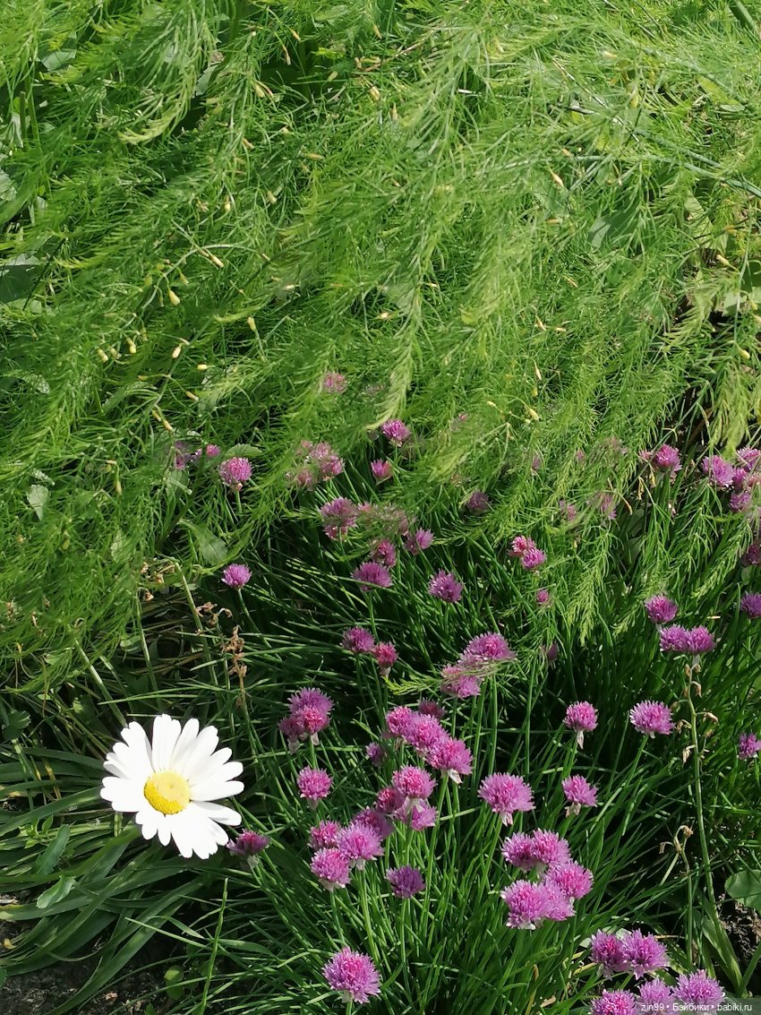 Коко Вандербалт Rainbow High