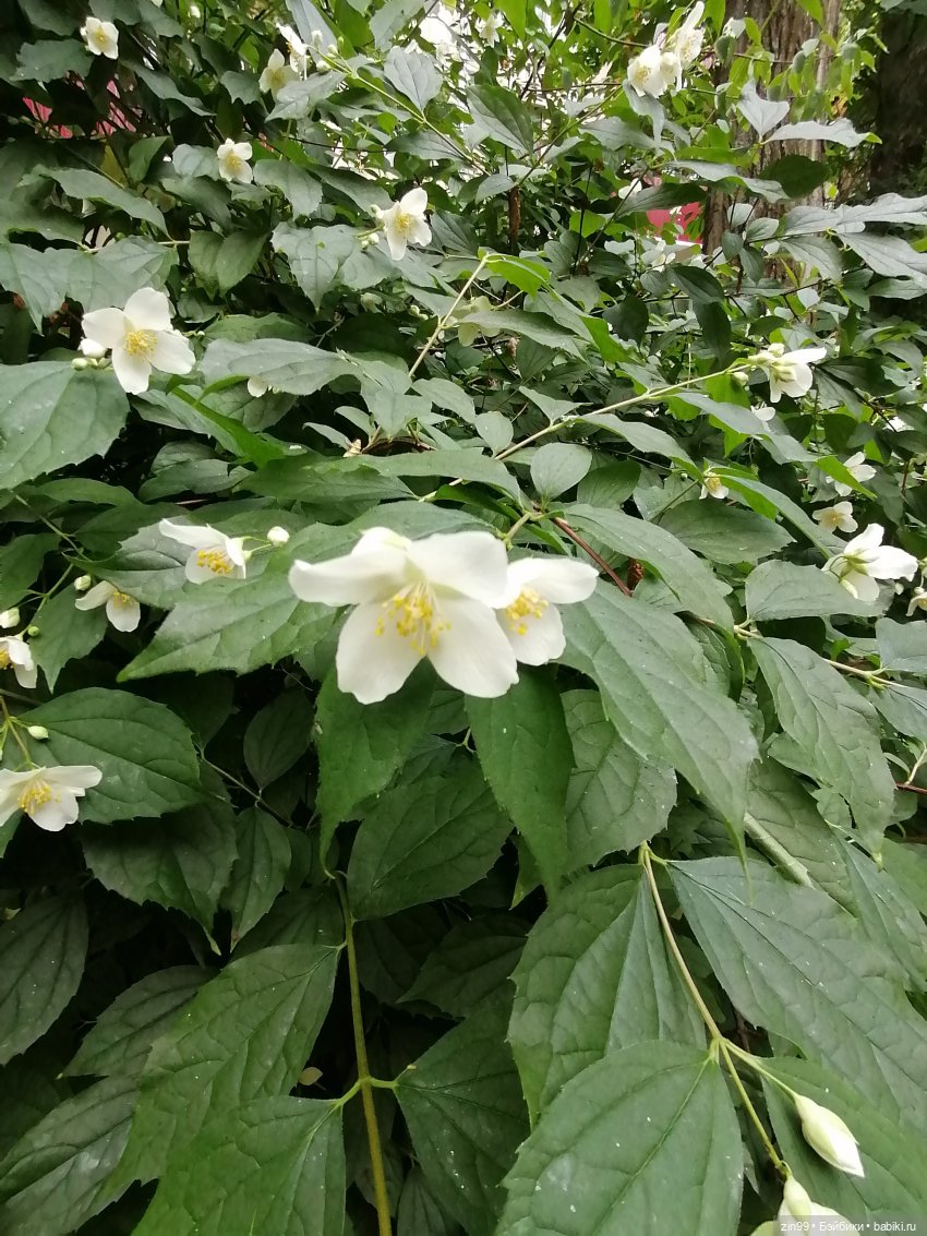 Коко Вандербалт Rainbow High (фото 6)