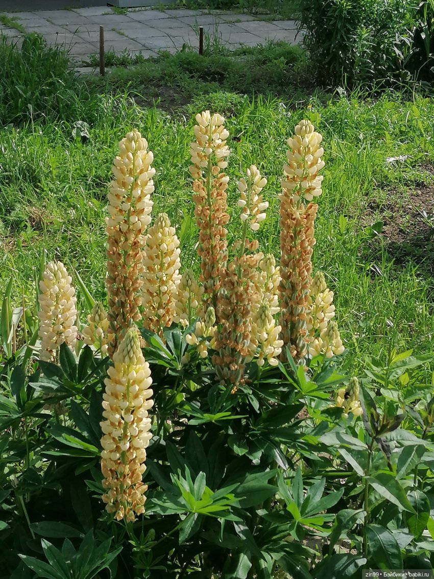 Коко Вандербалт Rainbow High