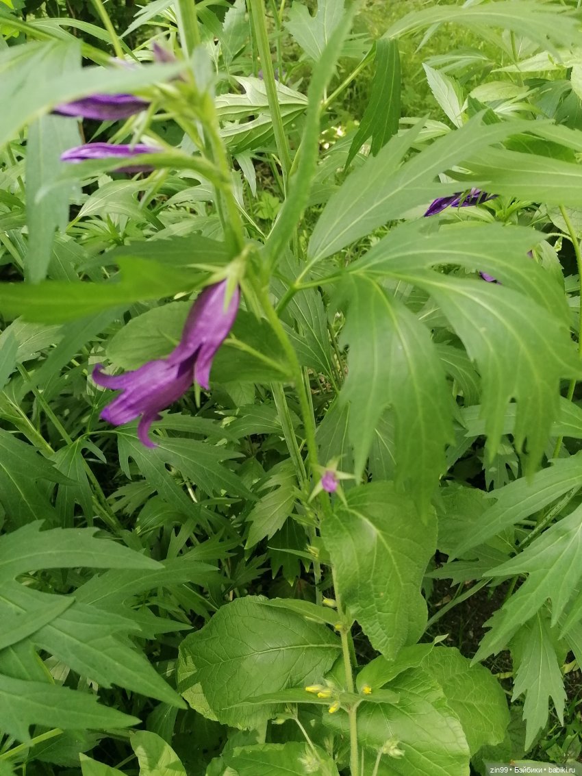 Коко Вандербалт Rainbow High