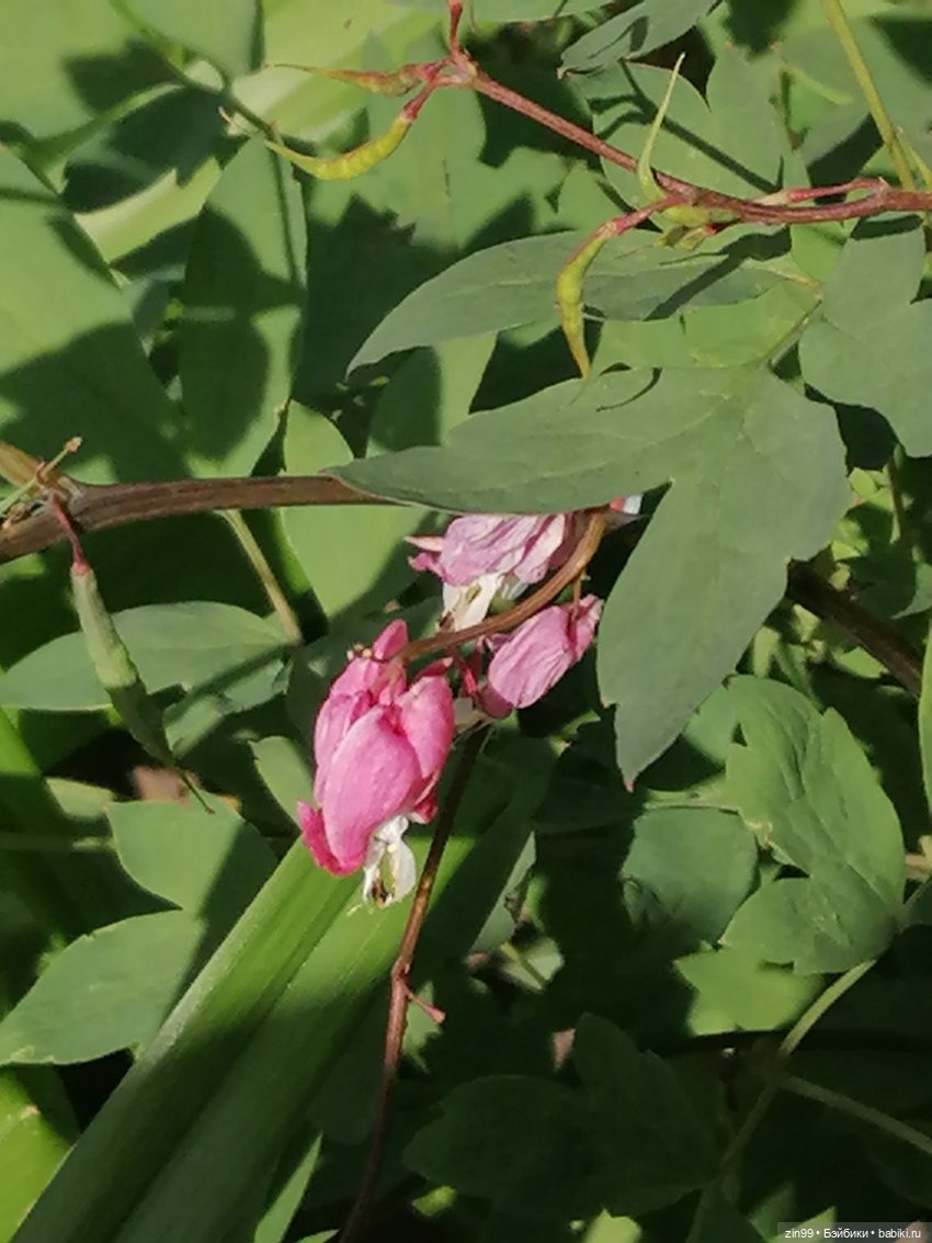 Коко Вандербалт Rainbow High