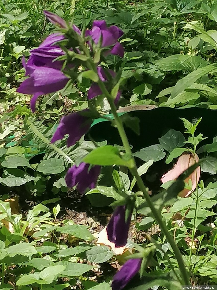 Коко Вандербалт Rainbow High