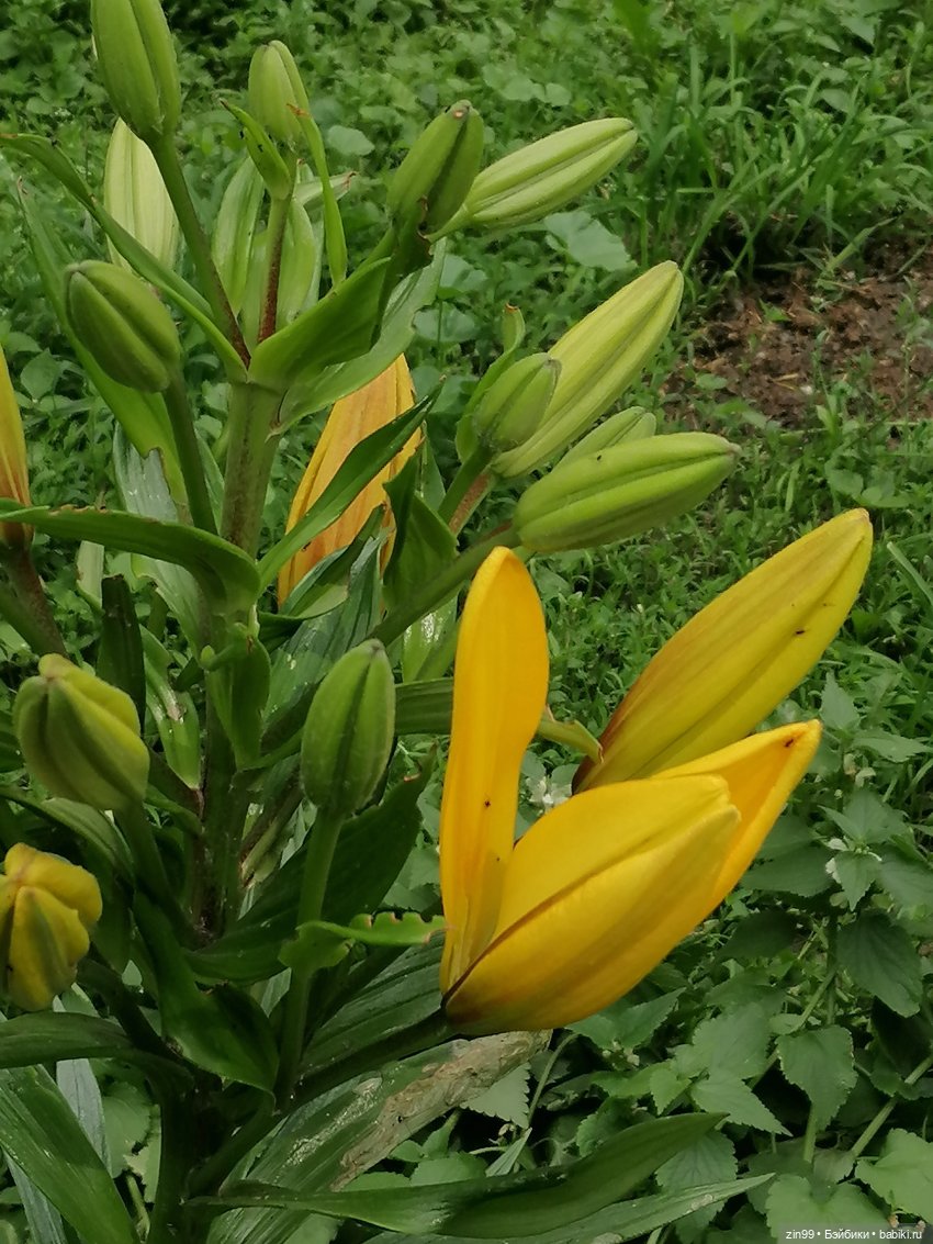 Коко Вандербалт Rainbow High (фото 5)