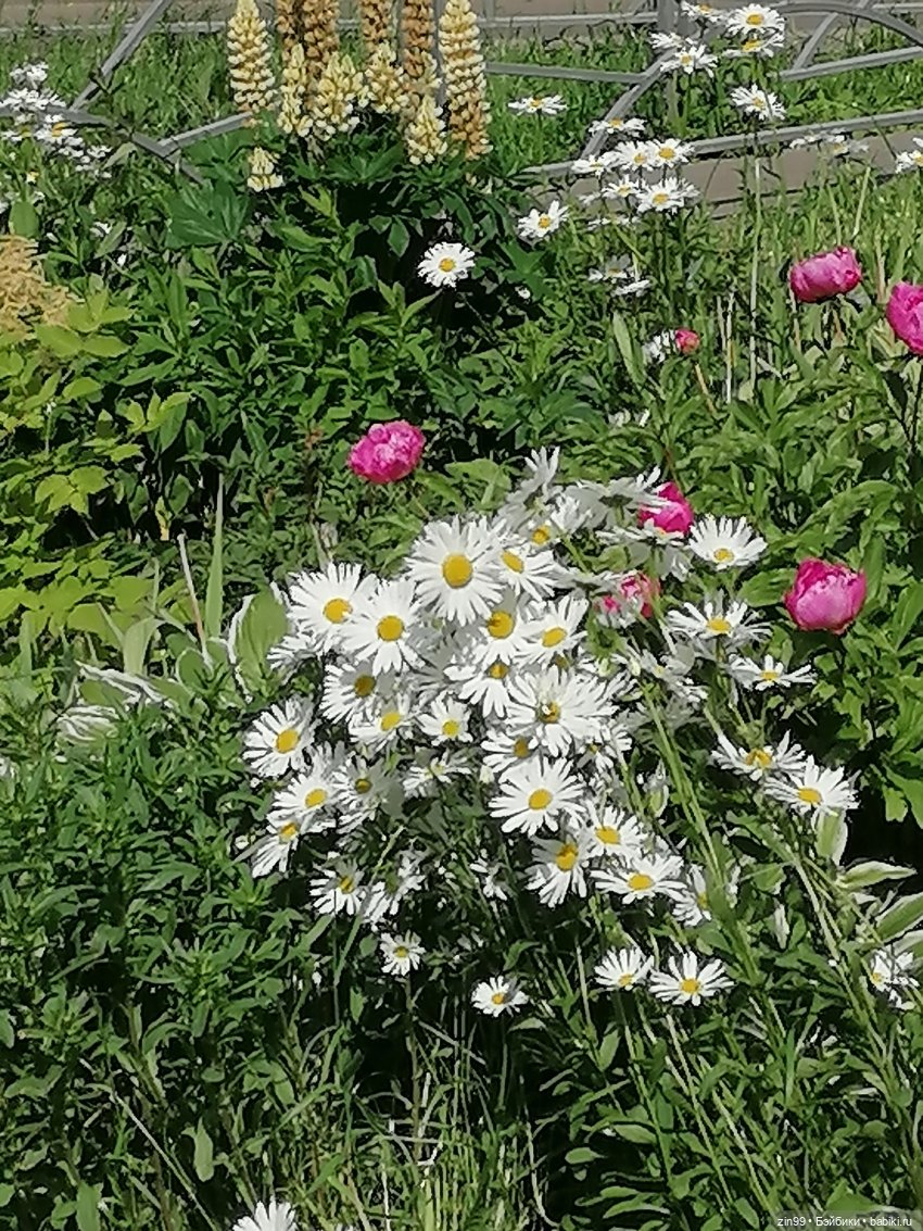 Коко Вандербалт Rainbow High