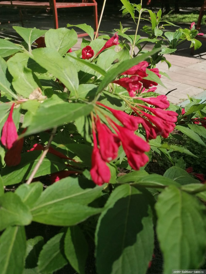 Коко Вандербалт Rainbow High (фото 7)