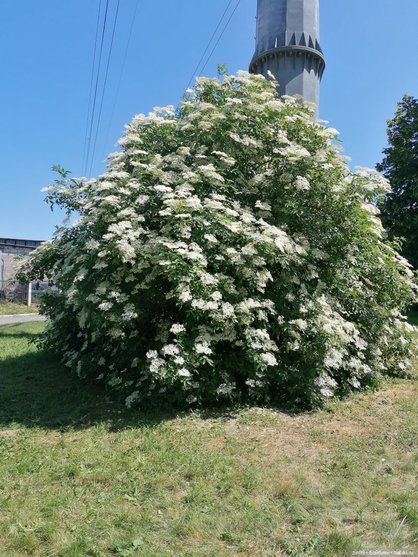 Куклы Ллоренс и Ботанический сад им.Н.В. Цицина (фото 8)