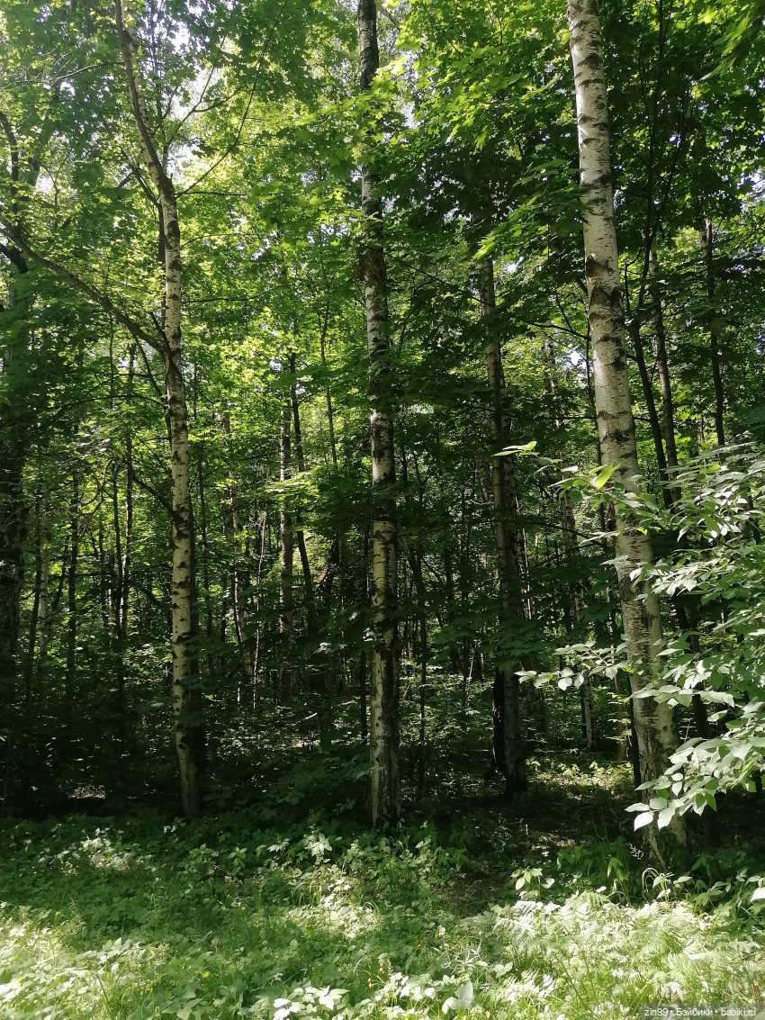 Куклы Ллоренс и Ботанический сад им.Н.В. Цицина