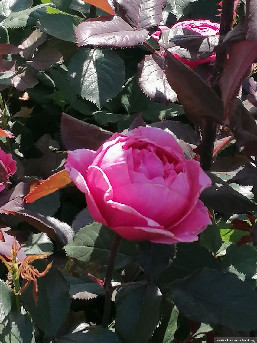 Куклы Ллоренс и Ботанический сад им.Н.В. Цицина (фото 10)