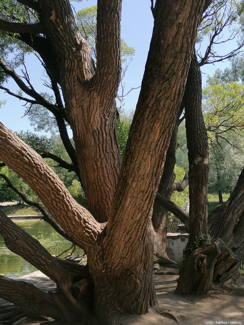 Куклы Ллоренс и Ботанический сад им.Н.В. Цицина