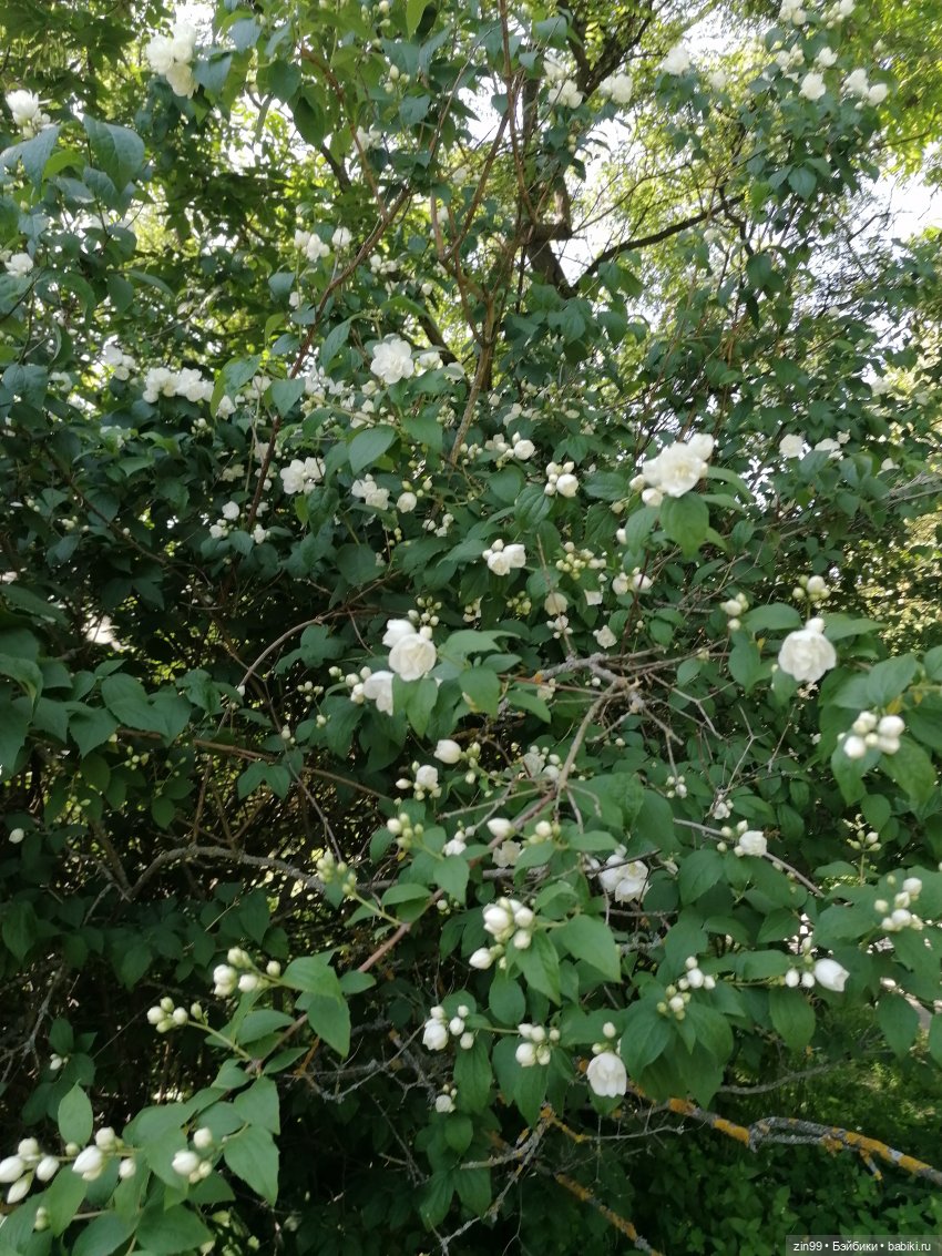 Куклы Ллоренс и Ботанический сад им.Н.В. Цицина