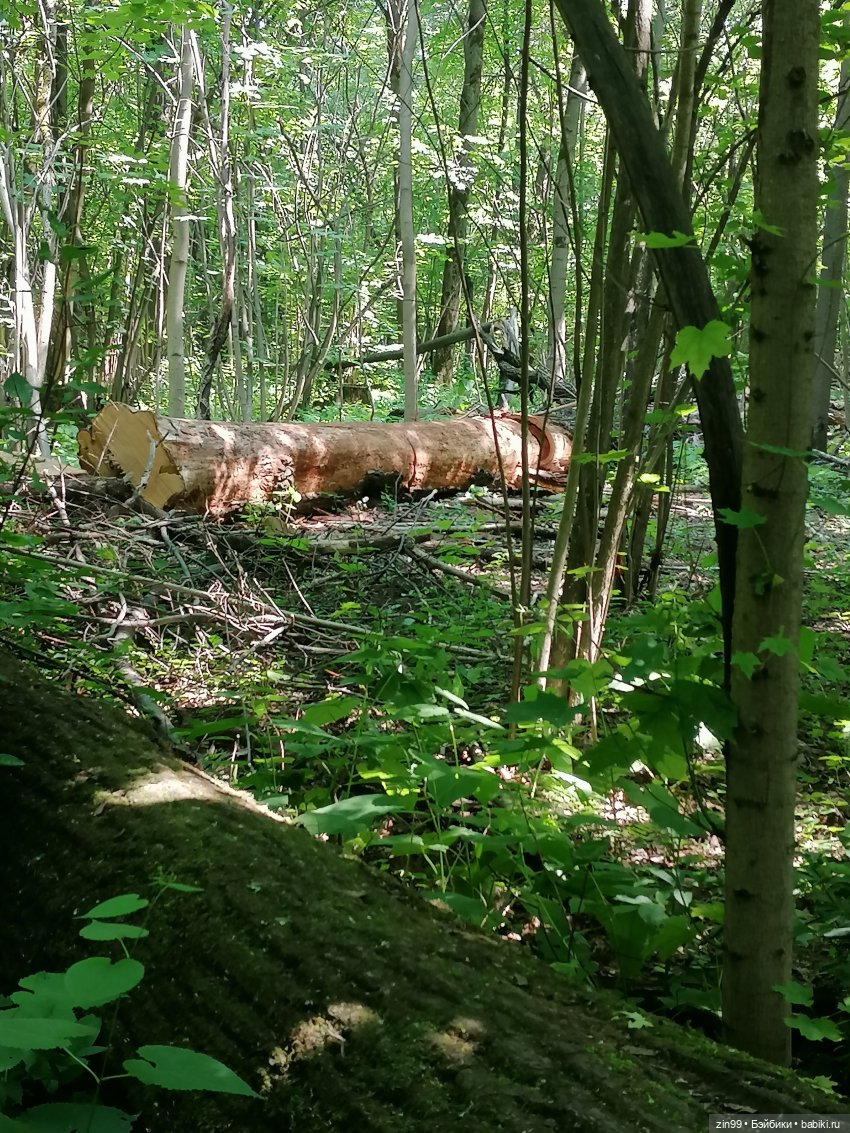 Куклы Ллоренс и Ботанический сад им.Н.В. Цицина