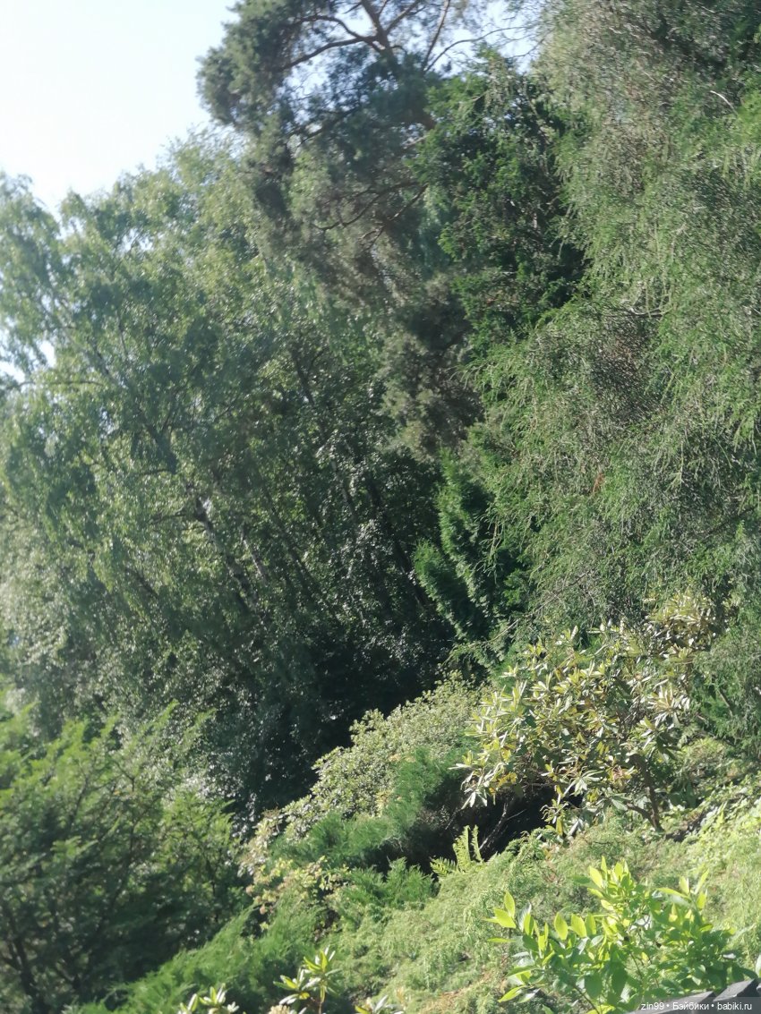 Куклы Ллоренс и Ботанический сад им.Н.В. Цицина