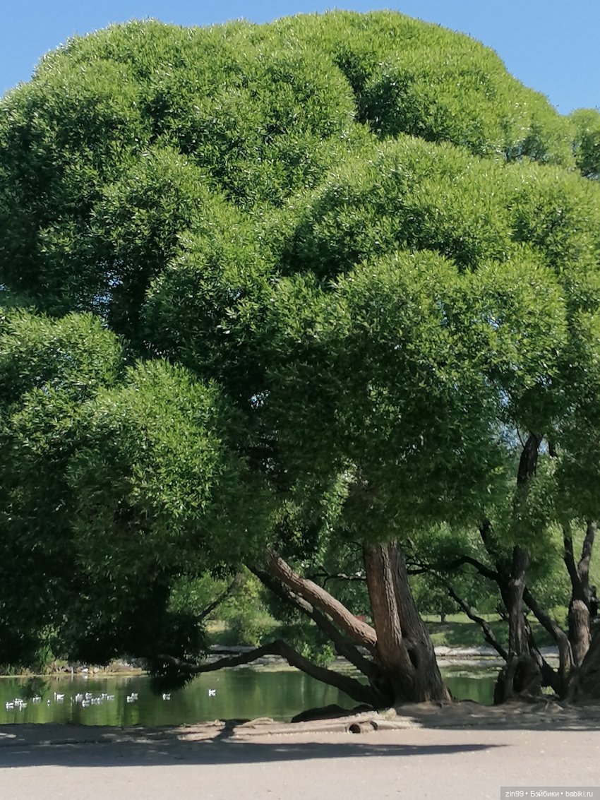 Куклы Ллоренс и Ботанический сад им.Н.В. Цицина