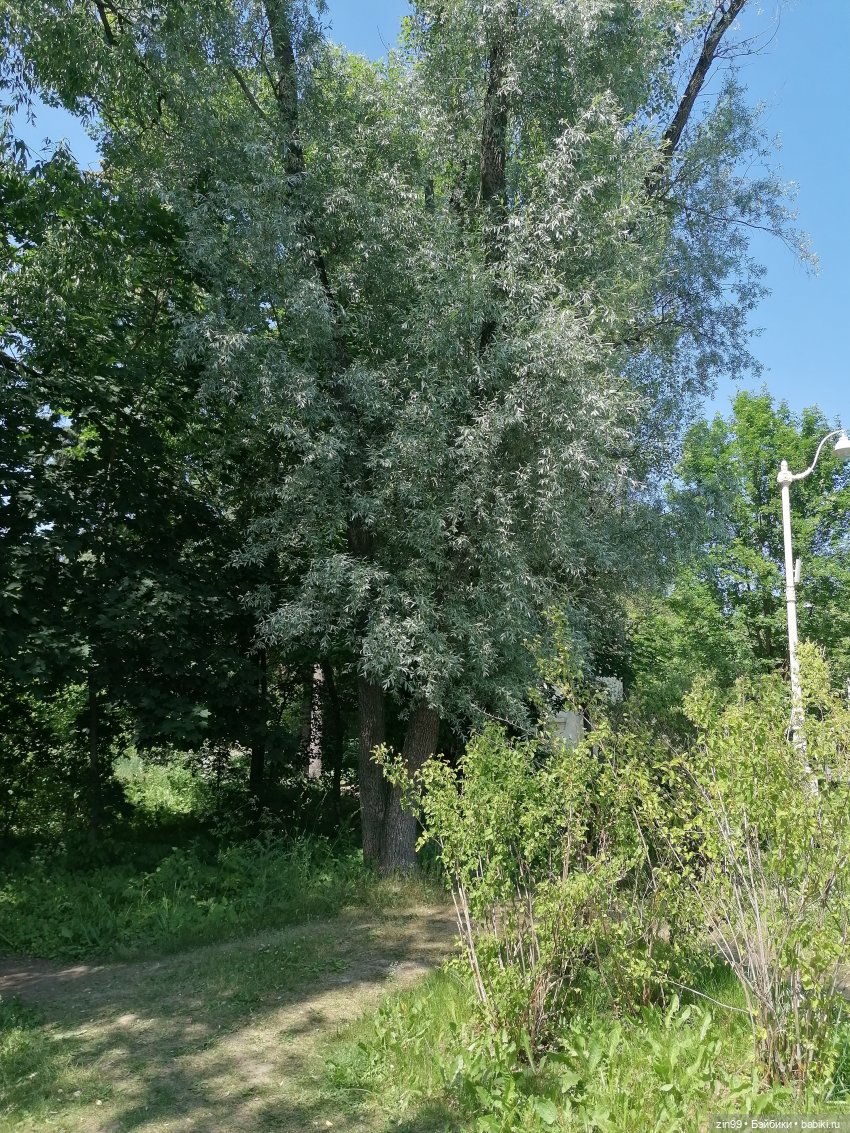 Куклы Ллоренс и Ботанический сад им.Н.В. Цицина