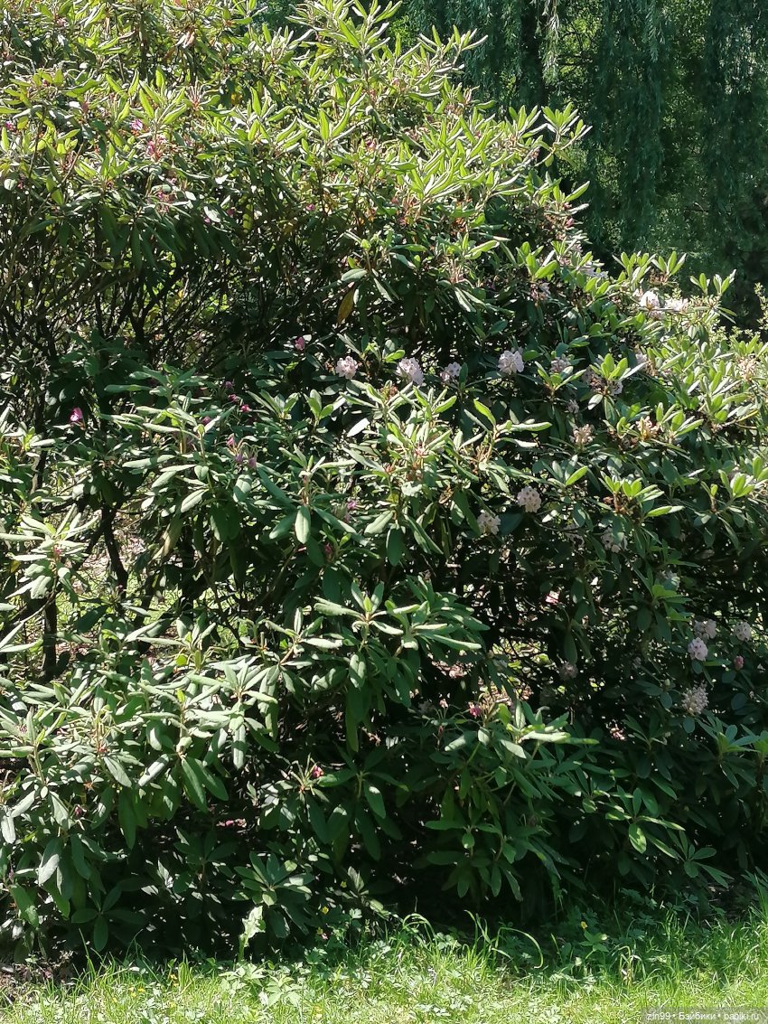 Куклы Ллоренс и Ботанический сад им.Н.В. Цицина