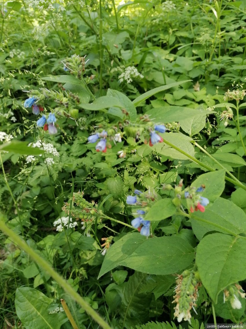 Куклы Ллоренс и Ботанический сад им.Н.В. Цицина