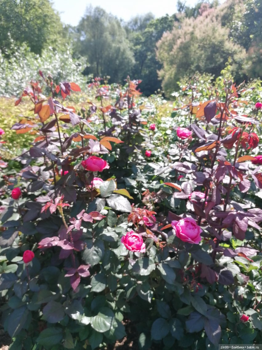 Куклы Ллоренс и Ботанический сад им.Н.В. Цицина (фото 9)