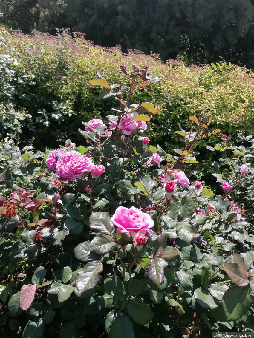 Куклы Ллоренс и Ботанический сад им.Н.В. Цицина