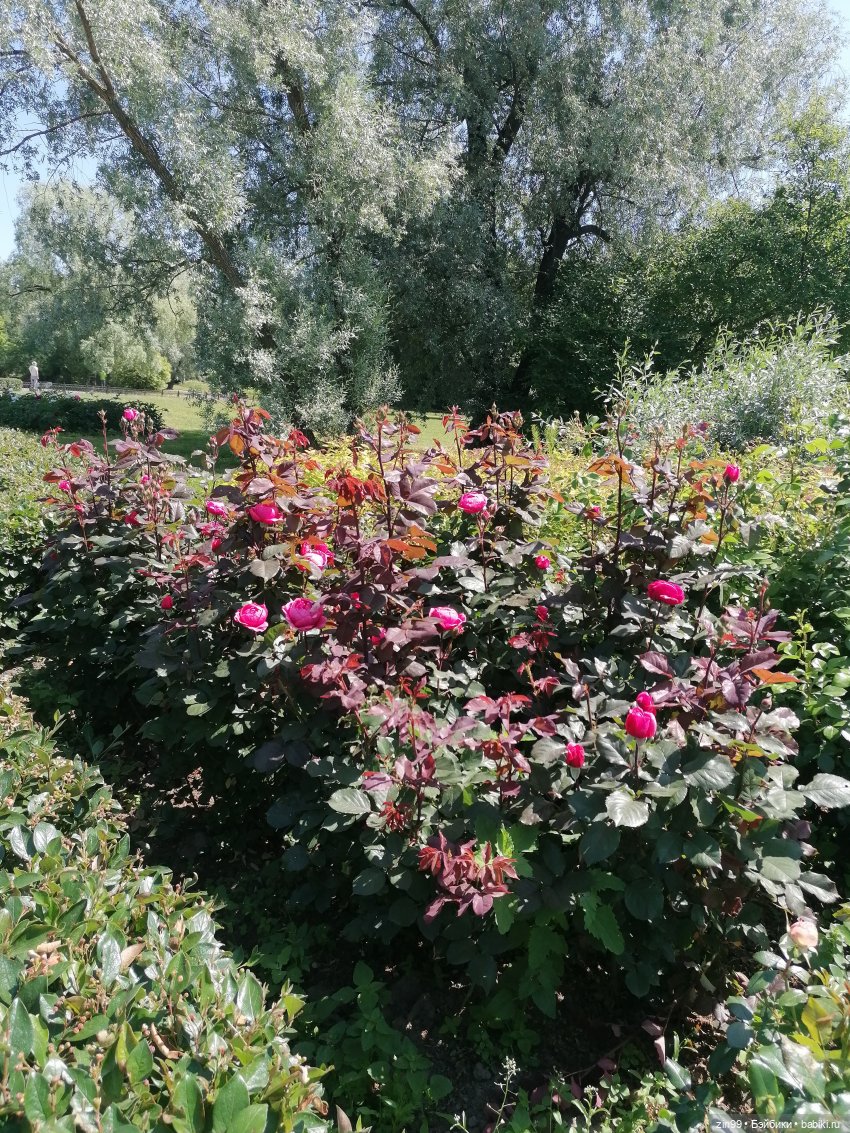 Куклы Ллоренс и Ботанический сад им.Н.В. Цицина