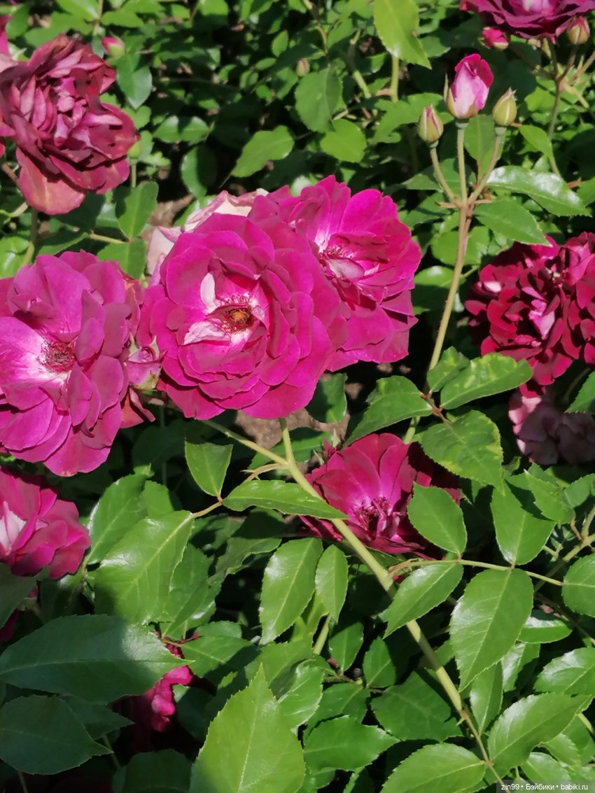 Куклы Ллоренс и прогулка по ВДНХ в июне 2023 года