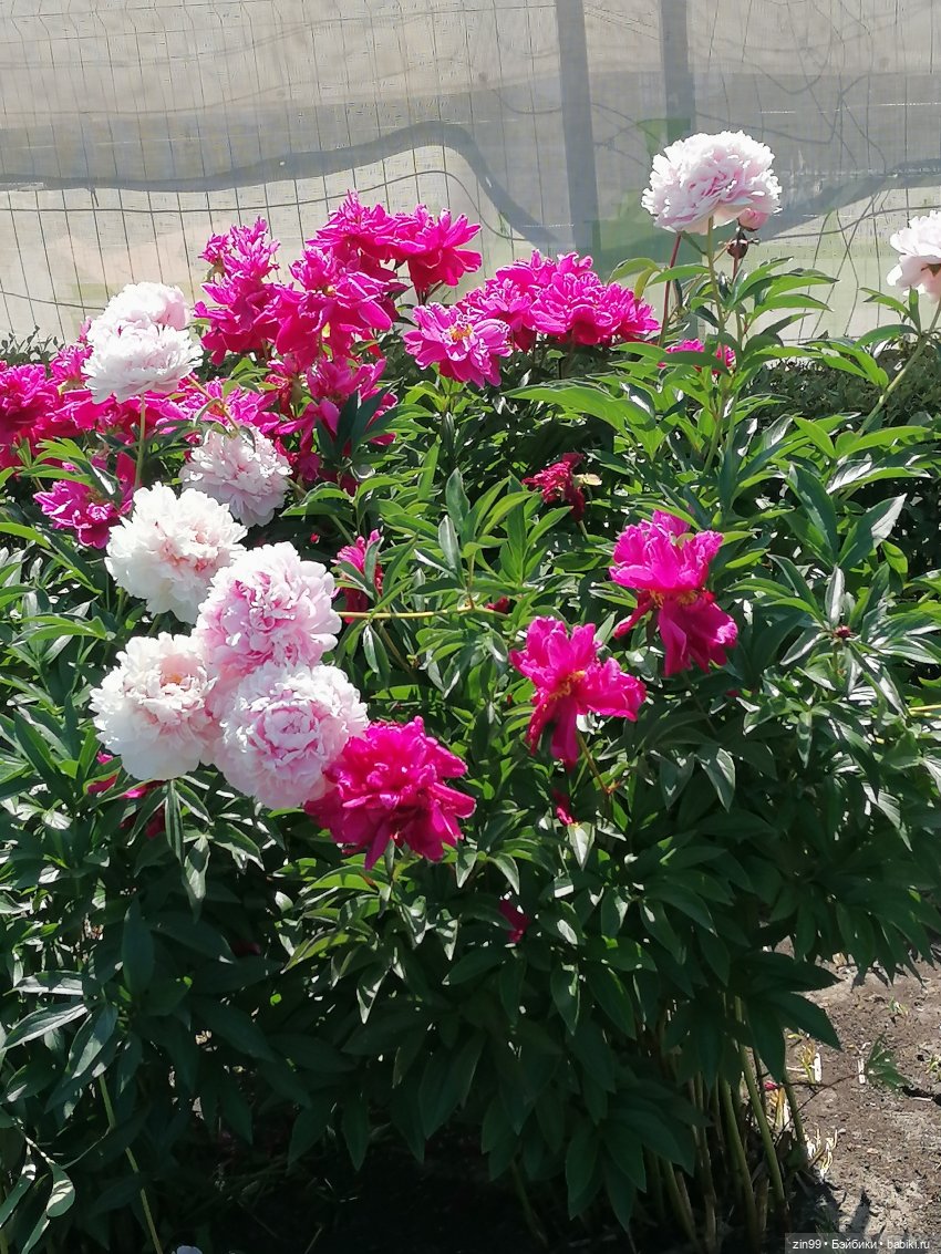 Куклы Ллоренс и прогулка по ВДНХ в июне 2023 года