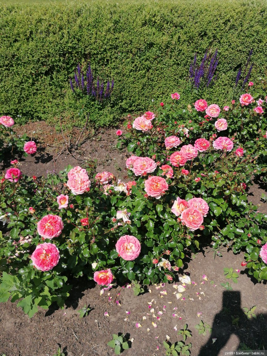 Куклы Ллоренс и прогулка по ВДНХ в июне 2023 года