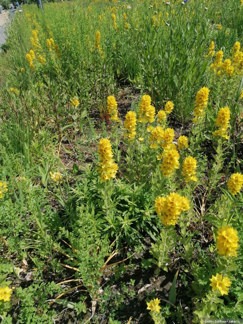 Куклы Ллоренс и прогулка по ВДНХ в июне 2023 года (фото 9)